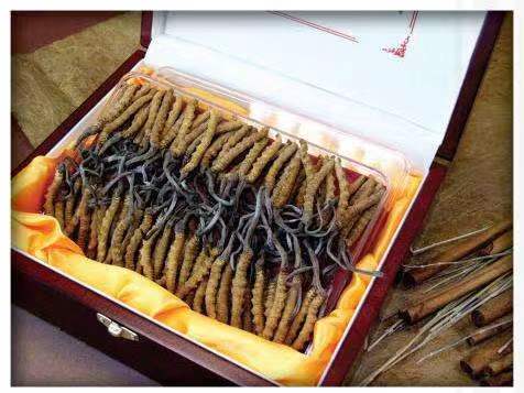 和田冬虫夏草回收